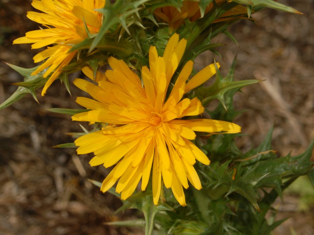 Scolymus hispanicus